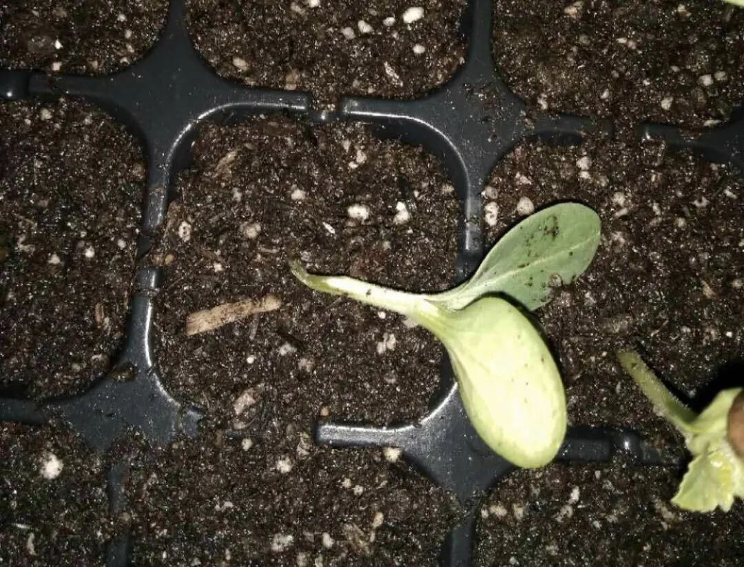 温汤浸种法猝倒病_蔬菜育苗猝倒病防治_农产品营养育苗