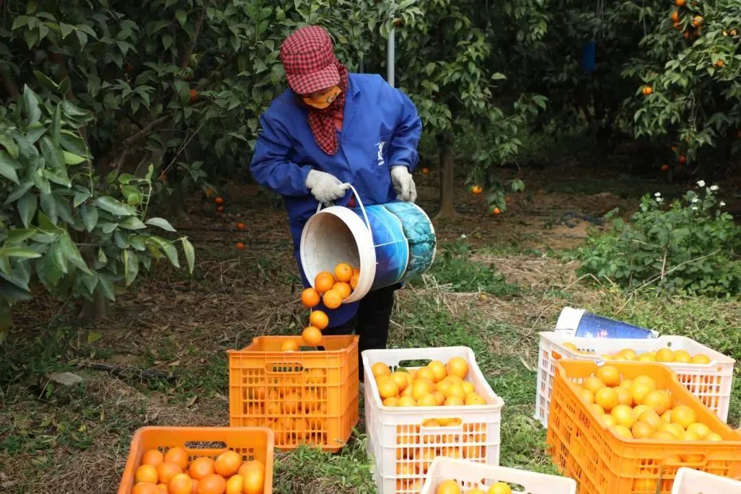 广西绿色优质农产品生产基地_无公害农产品生产基地_南宁市桂福春农民专业合作社