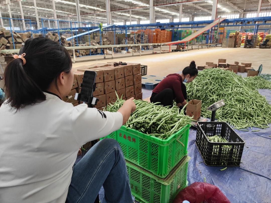 昆明农产品销售渠道_阳宗海甜脆豆电商销售模式_昆明阳宗海甜脆豆直播带货