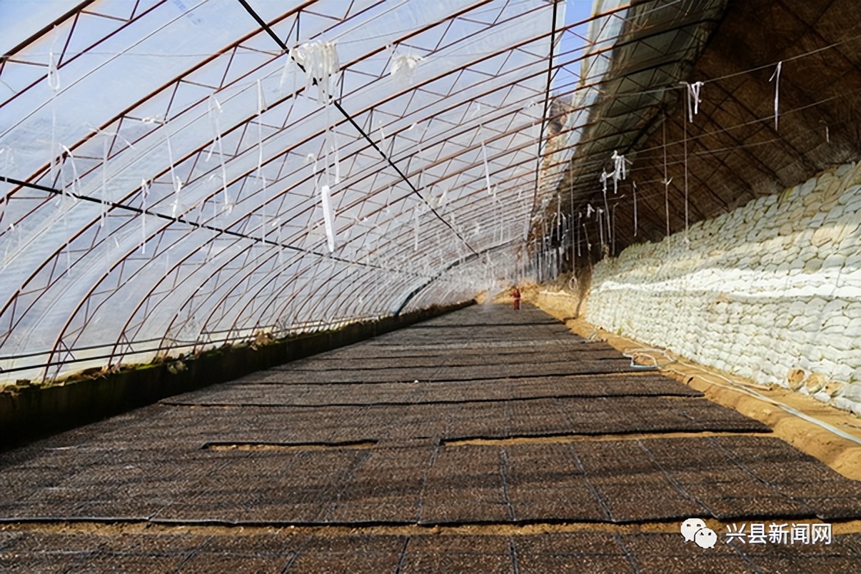 兴县亚龙农业科技育苗基地：推进460万株蔬菜育苗，助力农户增收致富