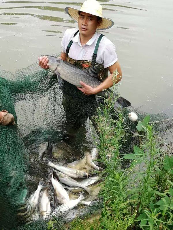 重庆江津石门镇清凉经济 曹氏凉糕富硒脆鱼荷花豆花 _ 重庆江津乡村产业升级特色美食旅游 _江津 富硒 农产品