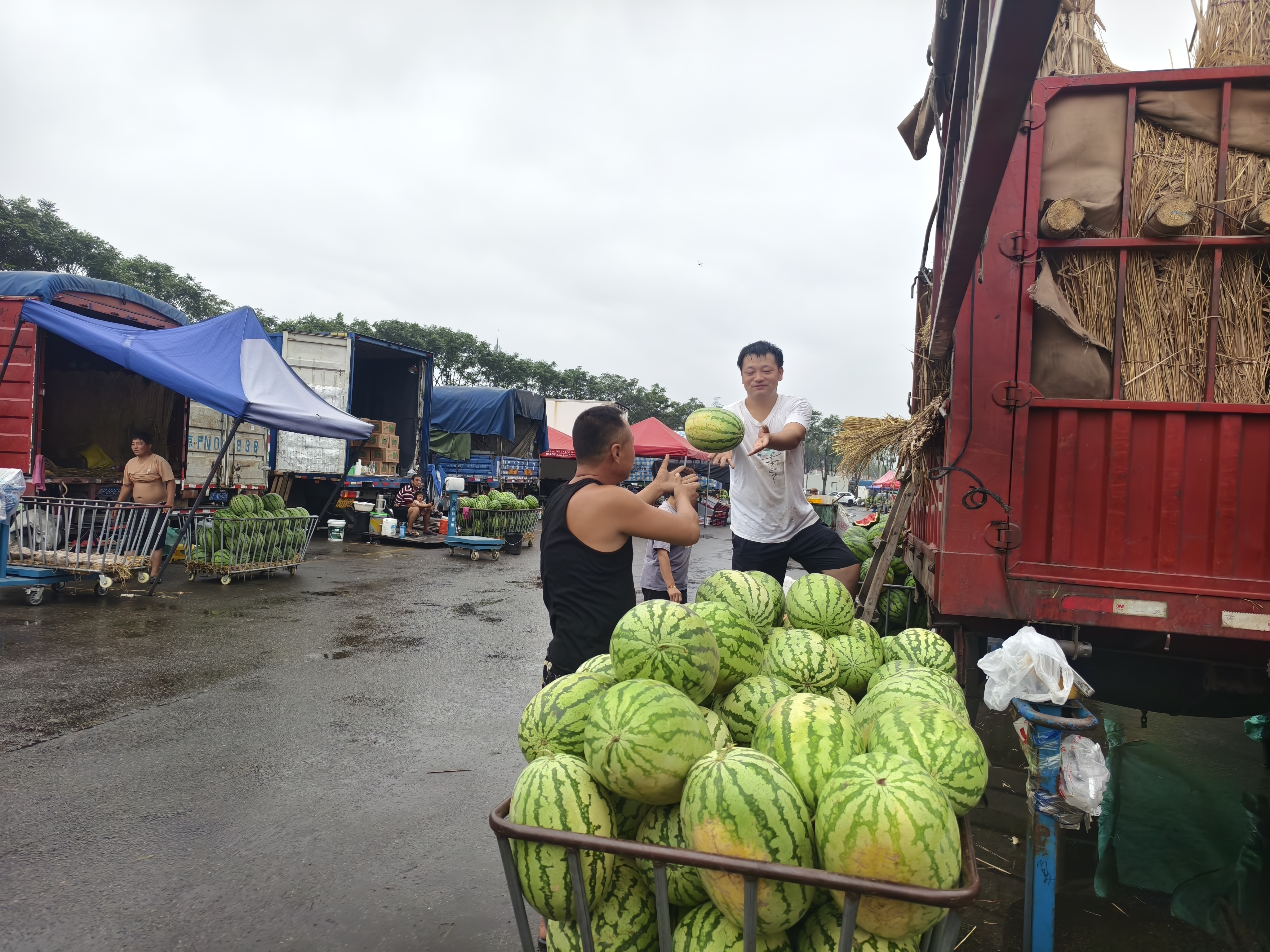 新发地农产品_新发地市场蔬菜价格稳定_新发地市场水果供应充足
