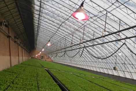 京郊蔬菜育苗防雨雪低温技术_农产品营养育苗_温室加固保温防寒措施
