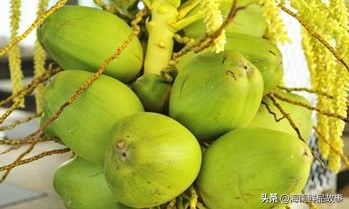 海南特色农产品_文昌椰子产地环境_文昌椰子地理标志