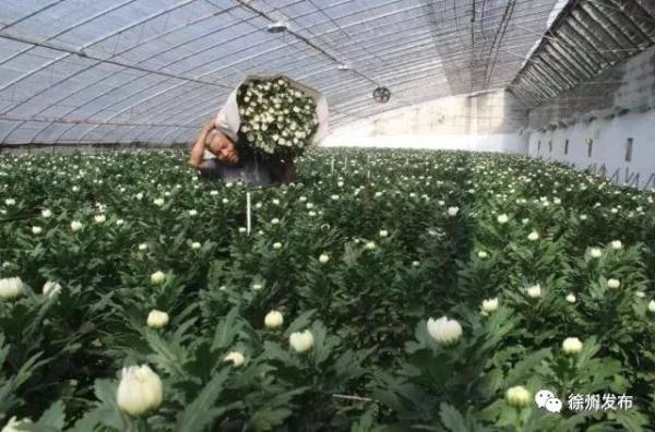 邳州大蒜出口企业_新沂鲜切菊出口日本_徐州农产品信息