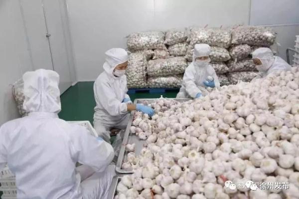 新沂鲜切菊出口日本_徐州农产品信息_邳州大蒜出口企业