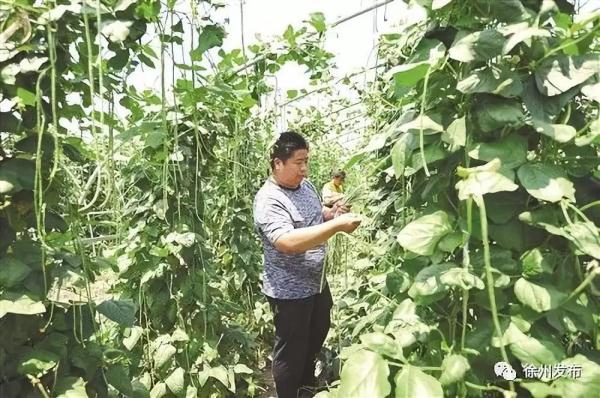 邳州大蒜出口企业_徐州农产品信息_新沂鲜切菊出口日本