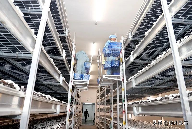 徐州农产品加工企业分布_徐州农产品加工业发展现状_徐州农产品信息