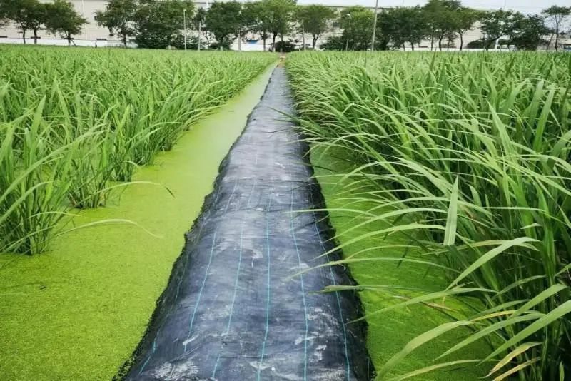 青浦区名特优新农产品_特色农产品_白鹤草莓全国名特优新农产品