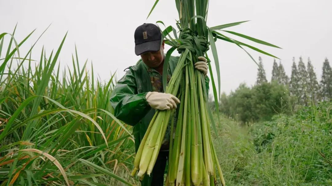 白鹤草莓全国名特优新农产品_特色农产品_青浦区名特优新农产品
