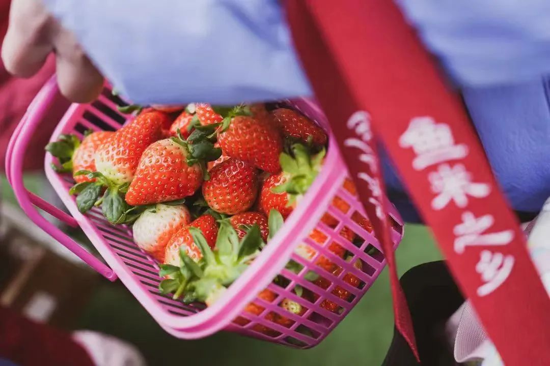 白鹤草莓全国名特优新农产品_青浦区名特优新农产品_特色农产品