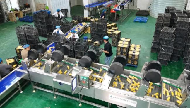 东乡县熹满仓农业科技有限公司_鲜食玉米加工_东西协作招商引资项目_特色农产品
