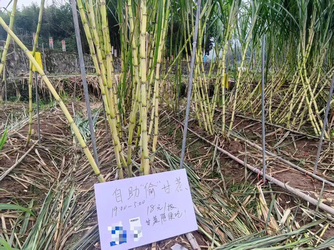 农产品营销的案例_乡村文旅创新_偷甘蔗项目盈利模式