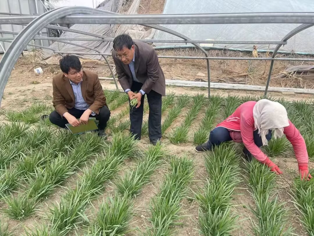 农产品宣传页_农产品质量安全监管_化龙镇放心菜篮子