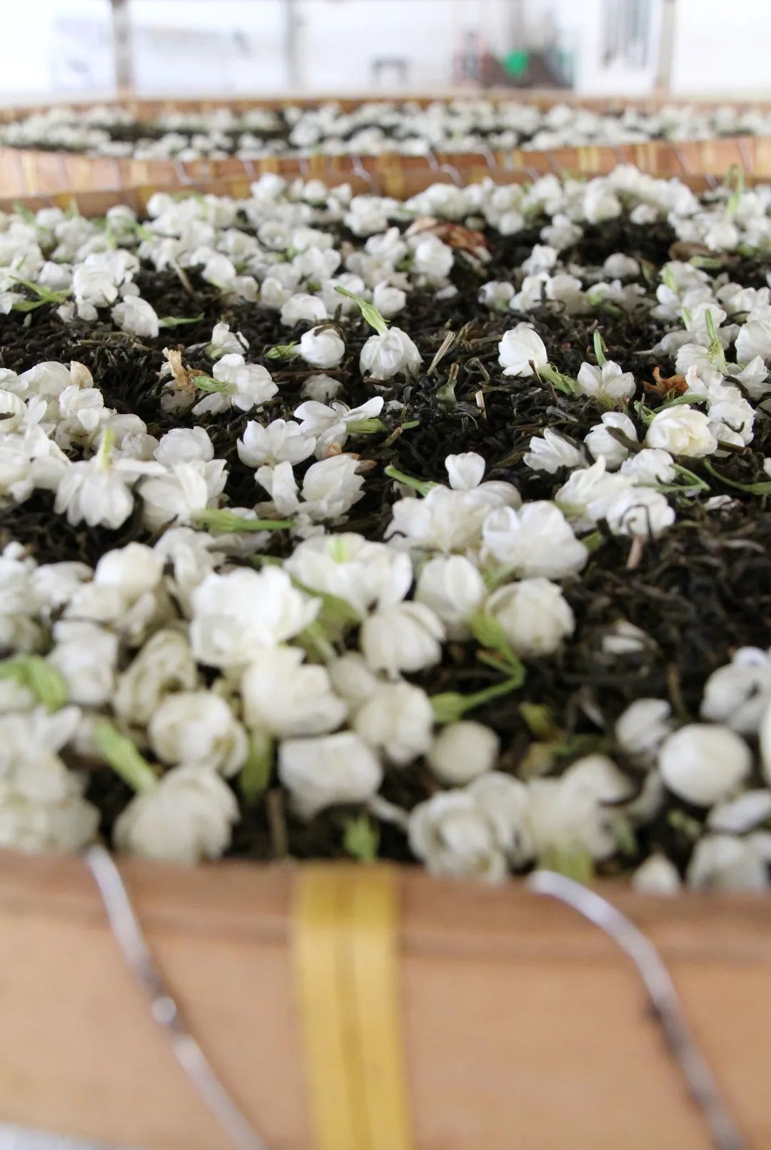 2023中国品牌价值评价信息发布 横县茉莉花茶 武鸣沃柑_南宁 农产品知名品牌