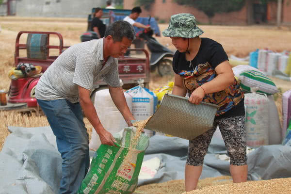 河南 农产品 价格_河南农忙时节小麦收割_收割机效率提升