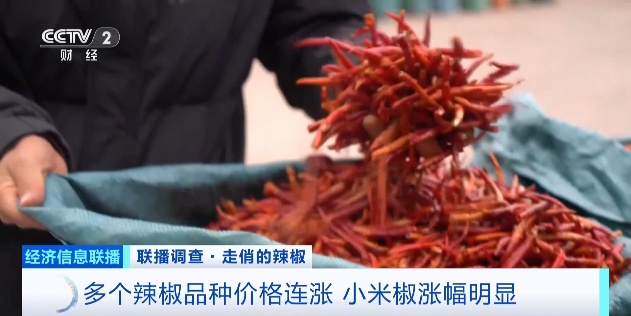 近期辣椒价格上涨_云南辣椒价格涨幅_云南农产品交易网