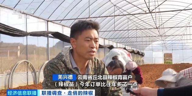 近期辣椒价格上涨_云南农产品交易网_云南辣椒价格涨幅