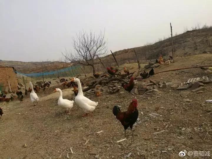 柴公鸡笨鸡蛋众筹_黑猪肉土鸡蛋认筹_农产品众筹模式