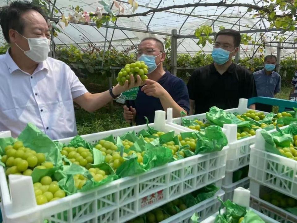 溧水供销社助农模式分析_今年滞销的农产品_南京溧水黄桃滞销解决方案
