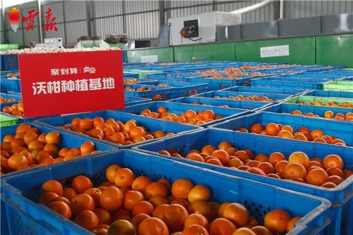 云南农产品品牌_云南名牌农产品_云南省名牌农产品