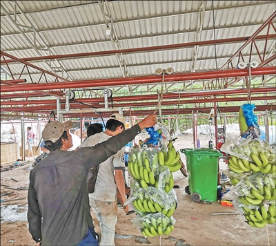 农产品贸易_中柬鲜果空运通道_柬埔寨农产品出口中国