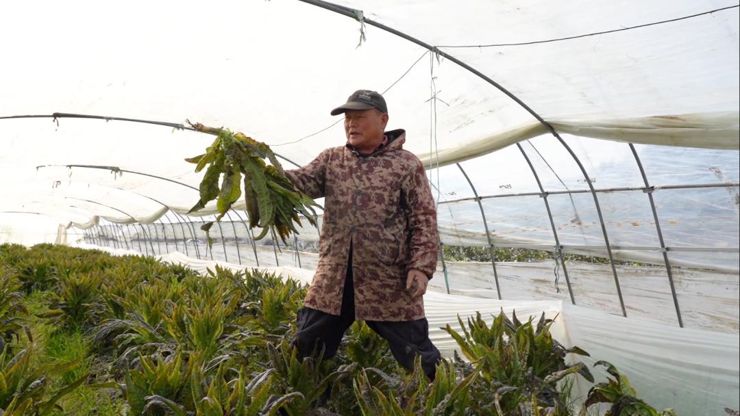 舟山 农产品配送_田头点菜系统舟山特色水果_毛竹山村数字赋能农产品销售