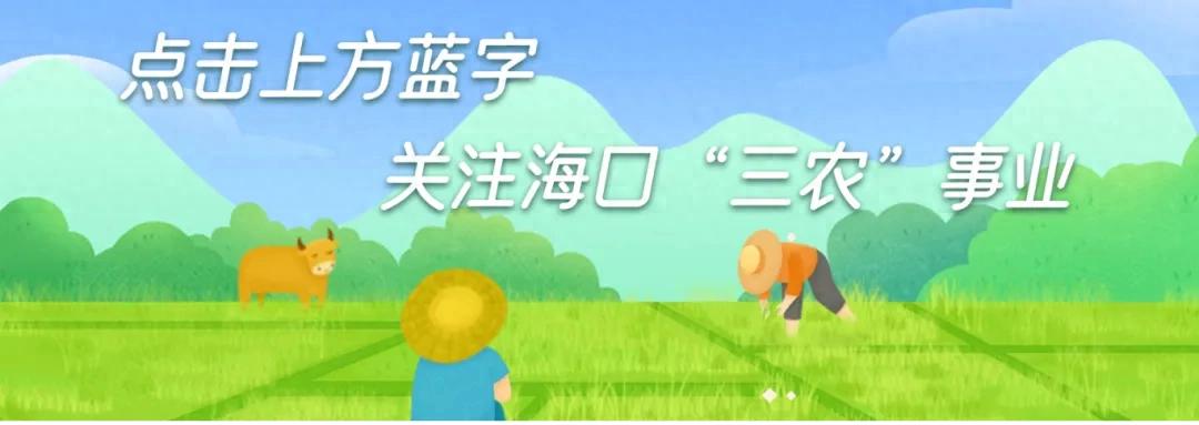 海南省农产品品牌_海南国际热带农产品拍卖市场_海南农产品智能拍卖