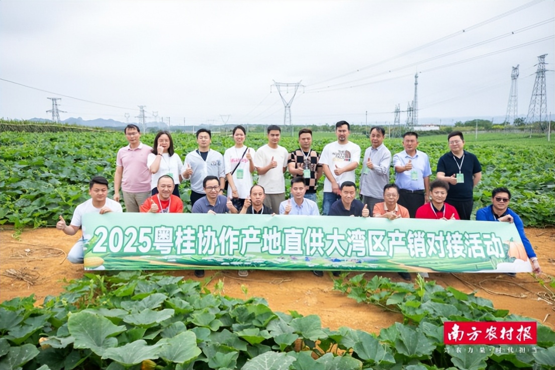 粤桂协作产地直供大湾区产销对接活动_广西蔬菜产业新发展机遇_广西农产品电子商务