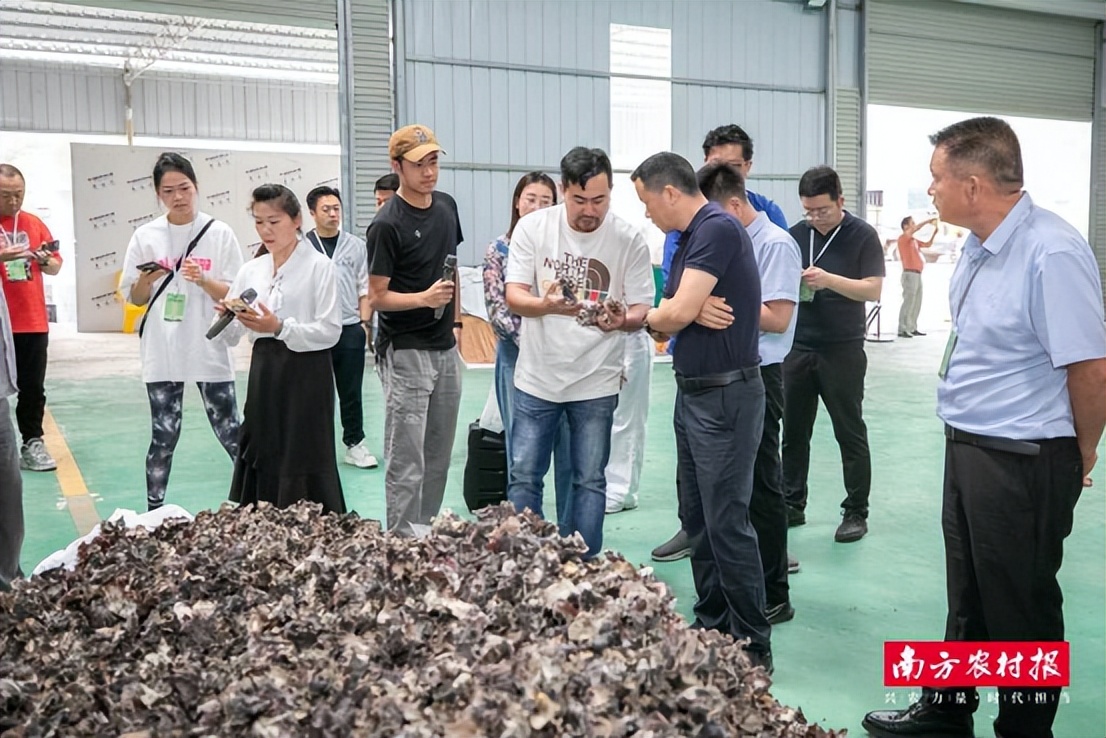 粤桂协作产地直供大湾区产销对接活动_广西蔬菜产业新发展机遇_广西农产品电子商务