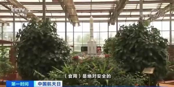 航天育种 太空种子 培育成果_农产品有哪些