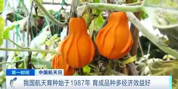 航天育种 太空种子 培育成果_农产品有哪些