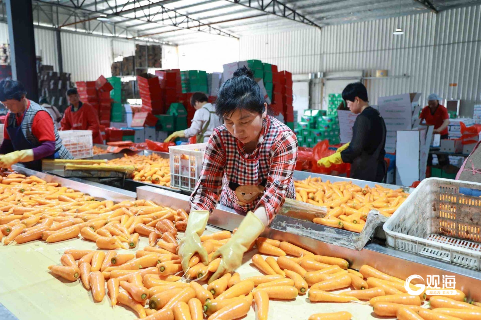 莱西市直播电商销售模式_淘宝直播农产品好做吗_莱西农产品原产地直播带货