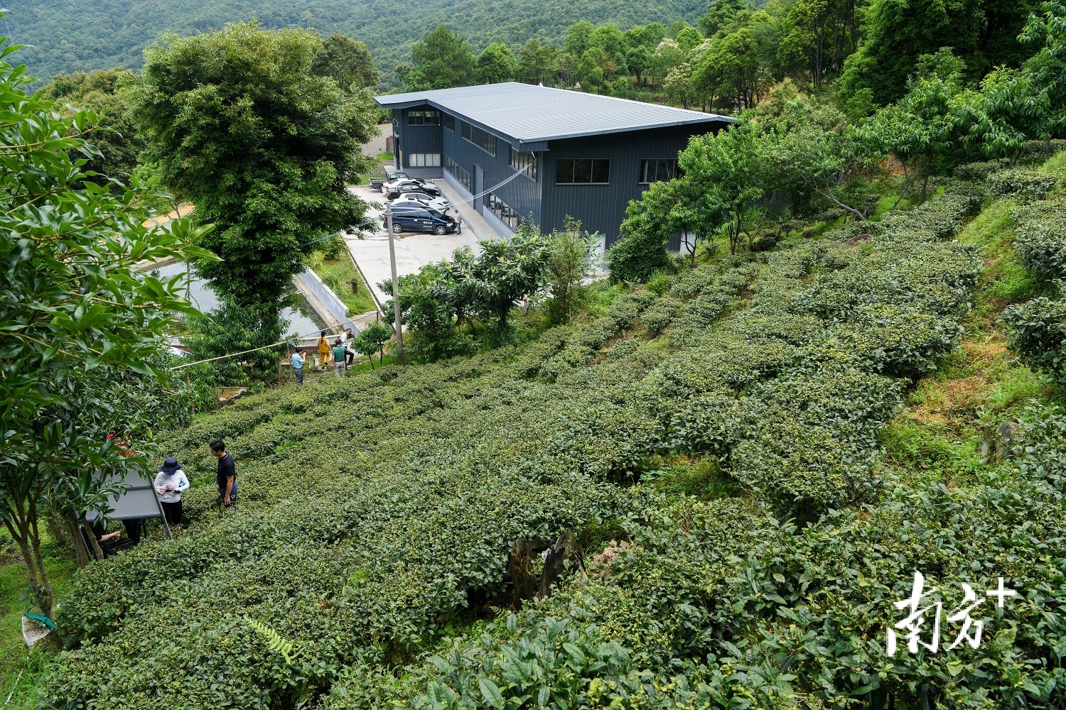 梅江区富硒茶栽培示范技术_富硒农产品标志_富硒茶硒元素含量标准