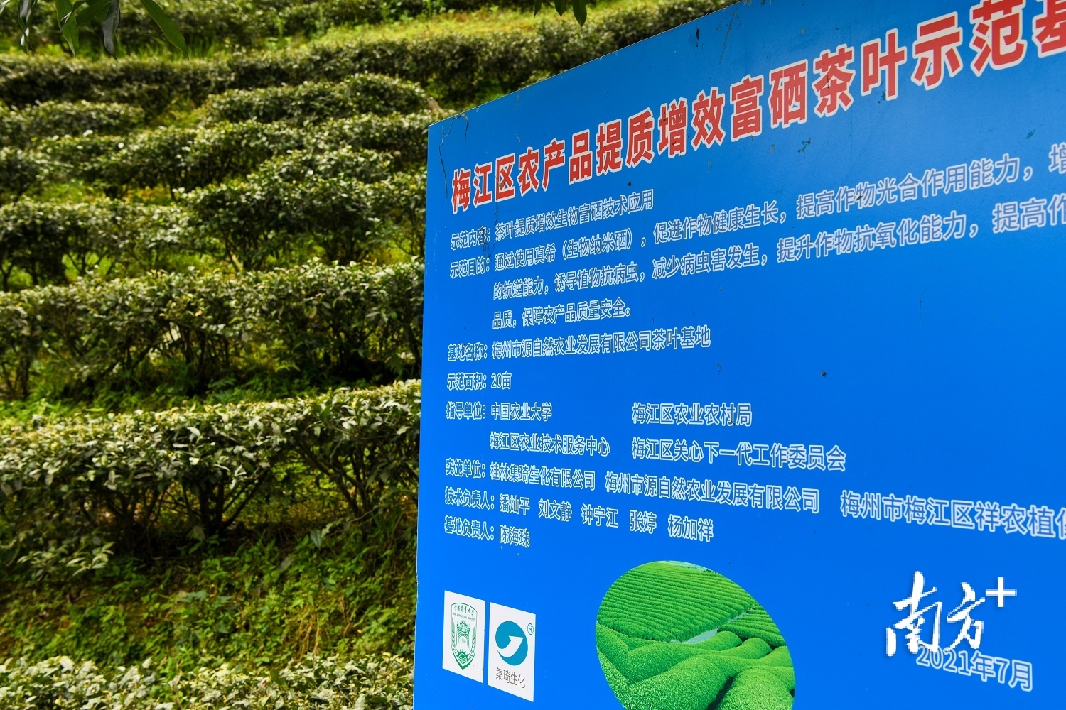 富硒农产品标志_梅江区富硒茶栽培示范技术_富硒茶硒元素含量标准