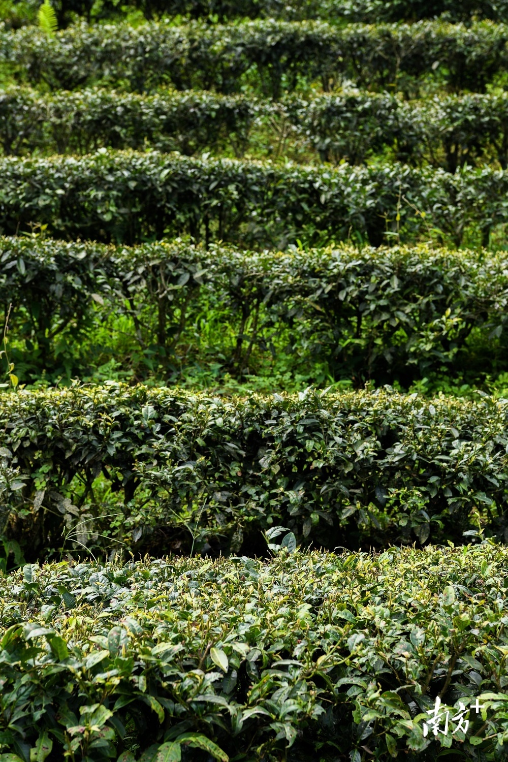 梅江区富硒茶栽培示范技术_富硒茶硒元素含量标准_富硒农产品标志