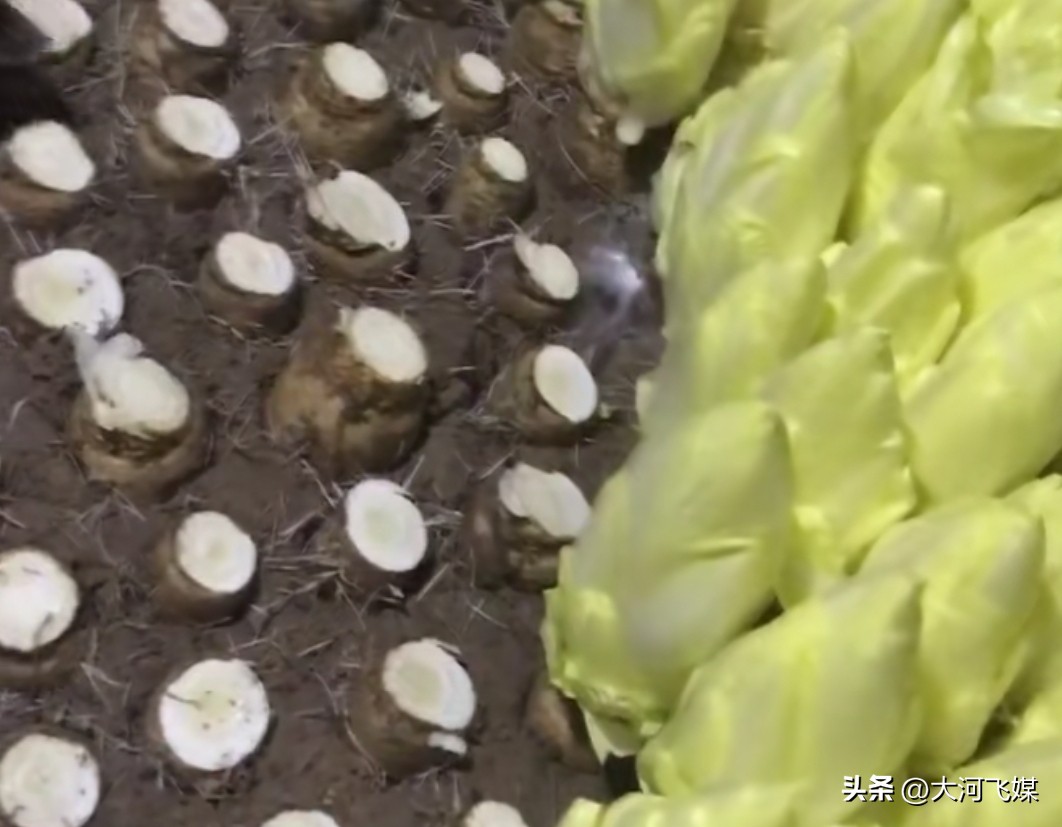 农产品质量_农产品市场营销_食品安全