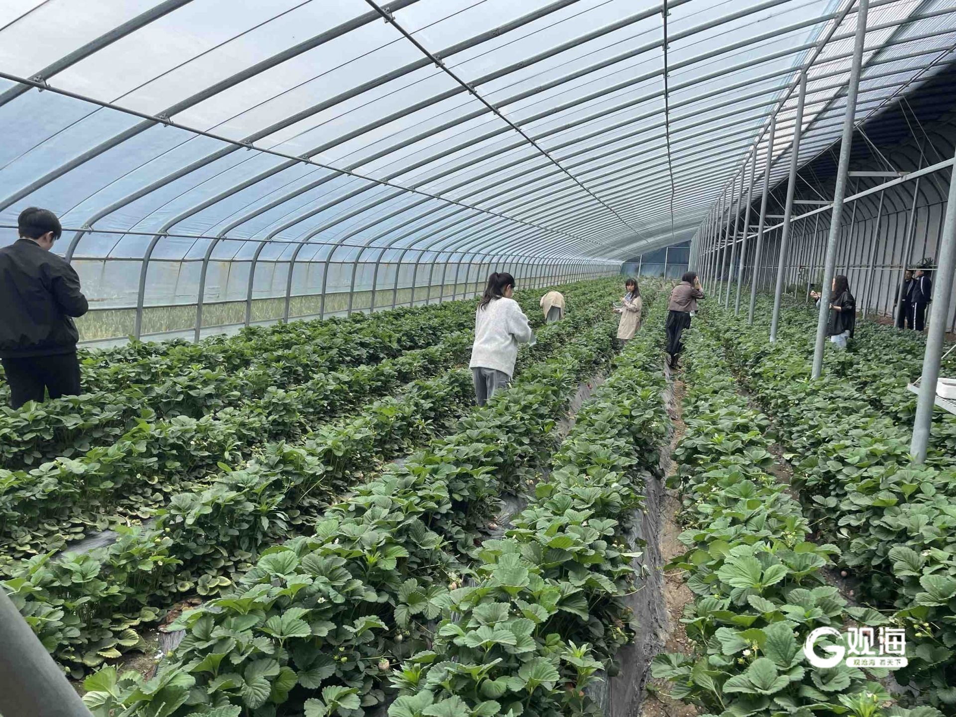 莱西农产品电商直播带货_淘宝卖农产品好卖吗_莱西市直播电商销售