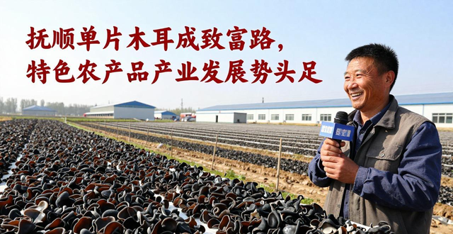 抚顺地理标志农产品_抚顺农产品_抚顺单片黑木耳种植