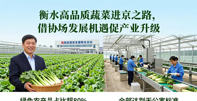 饶阳蔬菜区域公用品牌_河北省农产品批发市场_衡水蔬菜进京市场份额提升