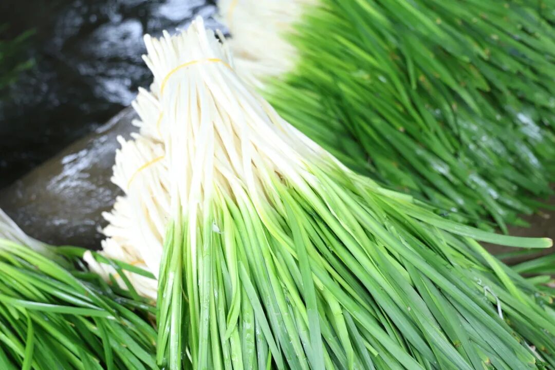 成都农产品中心批发市场春菜销售数据_兴义镇岷江社区韭菜种植基地_成都农产品批发市场