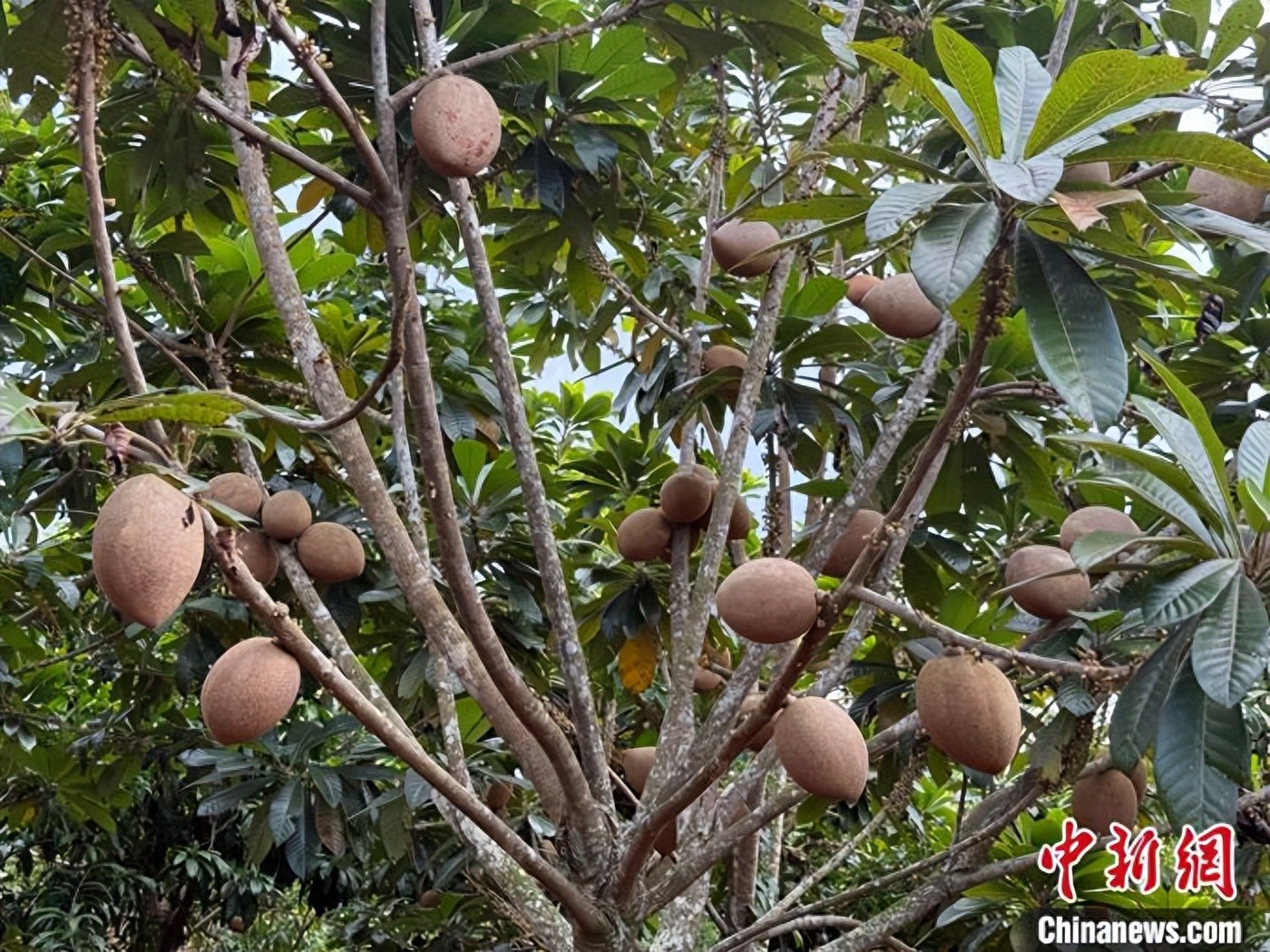 海南稀奇牛奶果马梅果图片 新奇特热带水果大全
