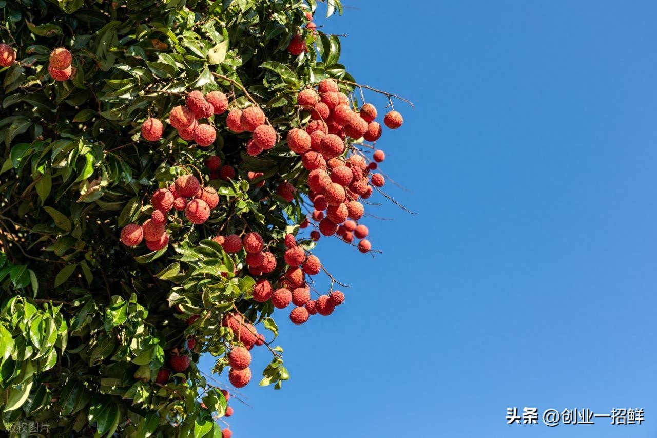 2026新奇特果蔬深加工：荔枝汁、功能饮品图片大全