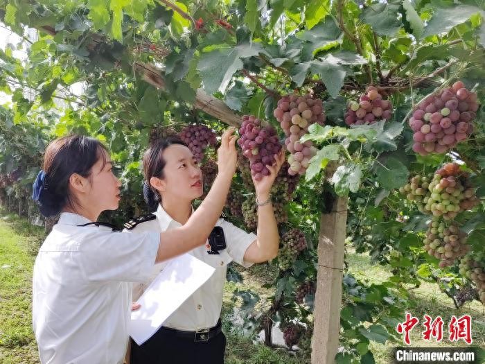 甘肃农产品出口越南大增46%，鲜苹果西兰花受青睐