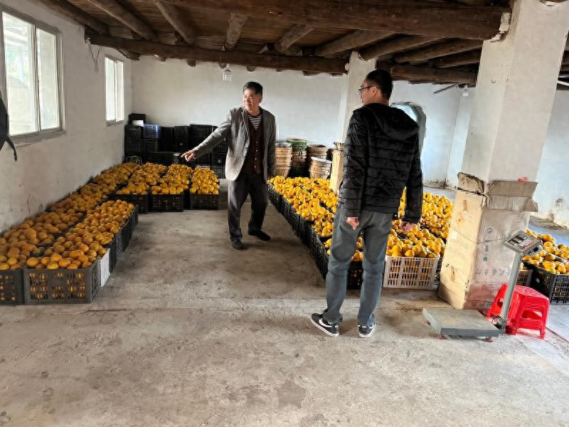 在家卖枇杷，上邮乐网成本低销量高