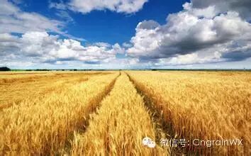 国内粮食供给品种结构不适应市场需求_农产品供求结构失衡_粮食供求缺口400到500亿斤