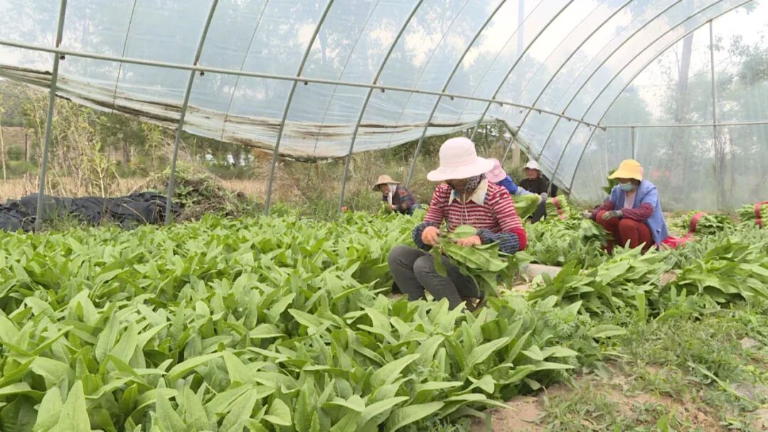 湟中区蔬菜农药残留抽检_农产品质量安全检测工作_湟中区农产品质量安全检测中心