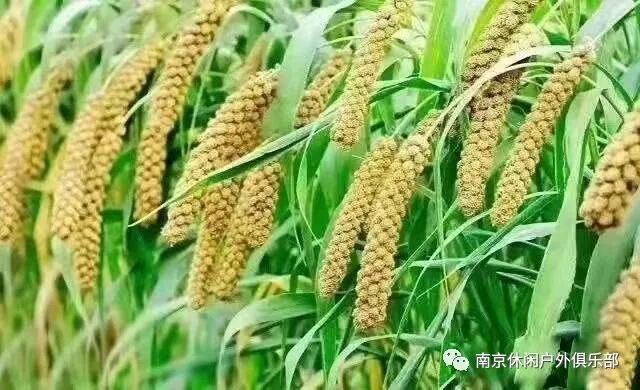山西小米，天然原生态，营养高，是走亲访友馈赠佳品