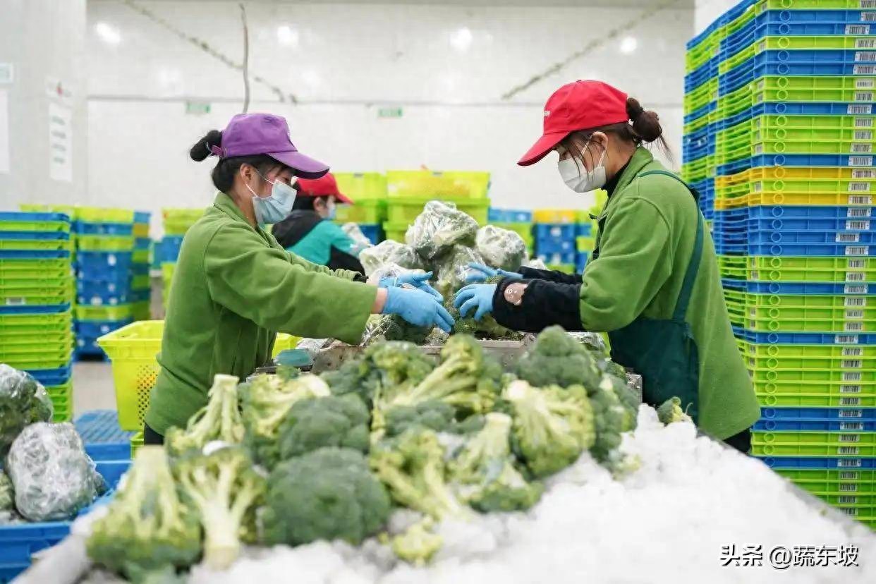 2026生鲜配送系统排名发布，助不同规模企业精准选型降成本