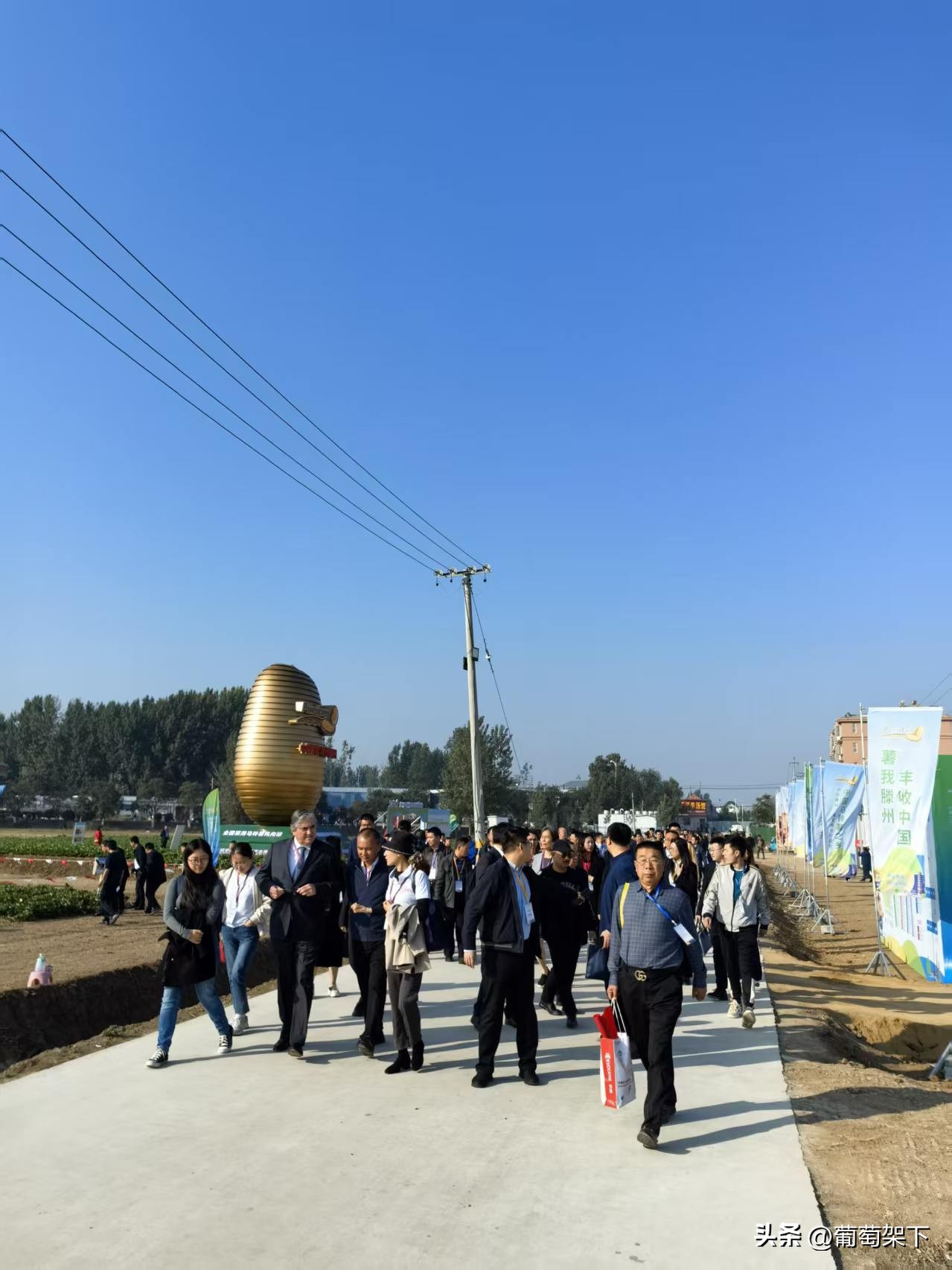 中国马铃薯之乡品牌价值_滕州马铃薯公用品牌故事_农产品区域公用品牌